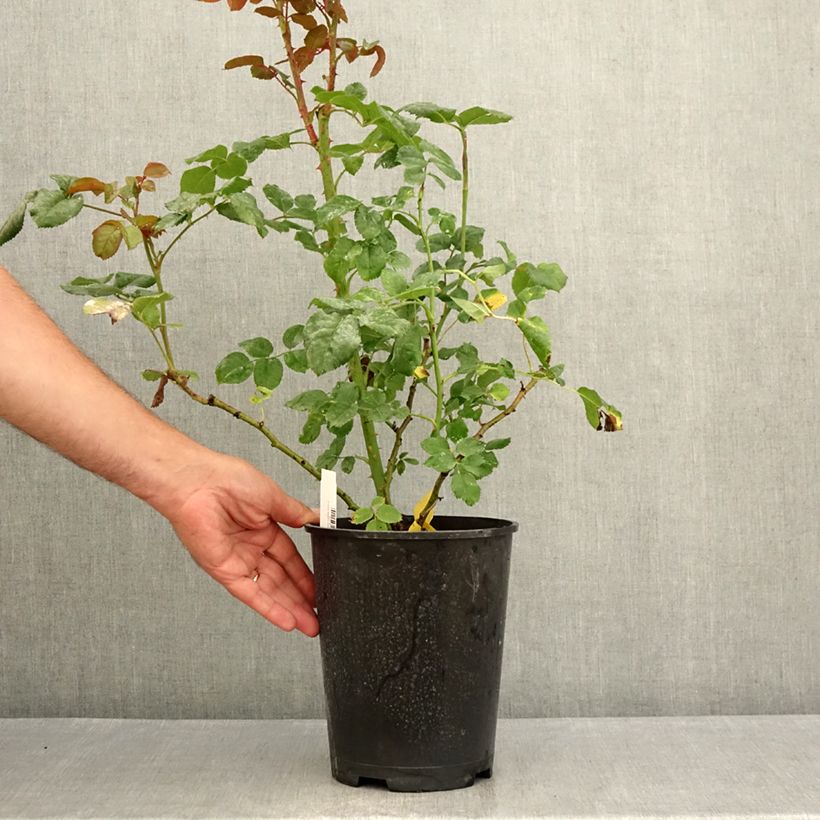 Amostra de Rosier buisson à grandes fleurs La Gaité Tan 13522 Pot de 4L/5L tal como entregue no verão