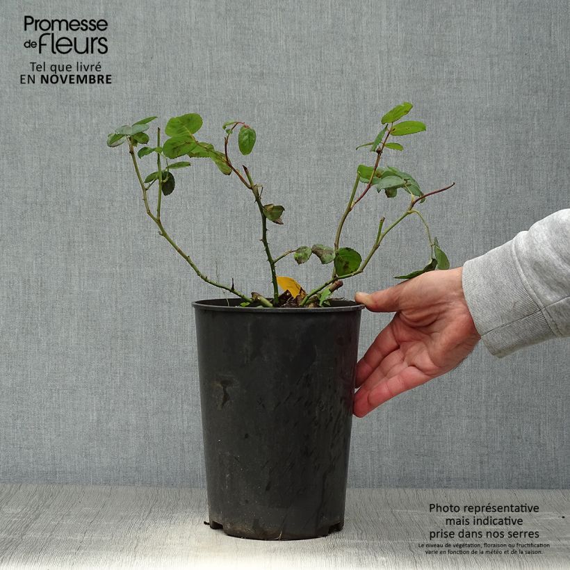 Amostra de Roseira arbustiva Nostalgic Rose Vaso de 4 L/5 L tal como entregue no outono