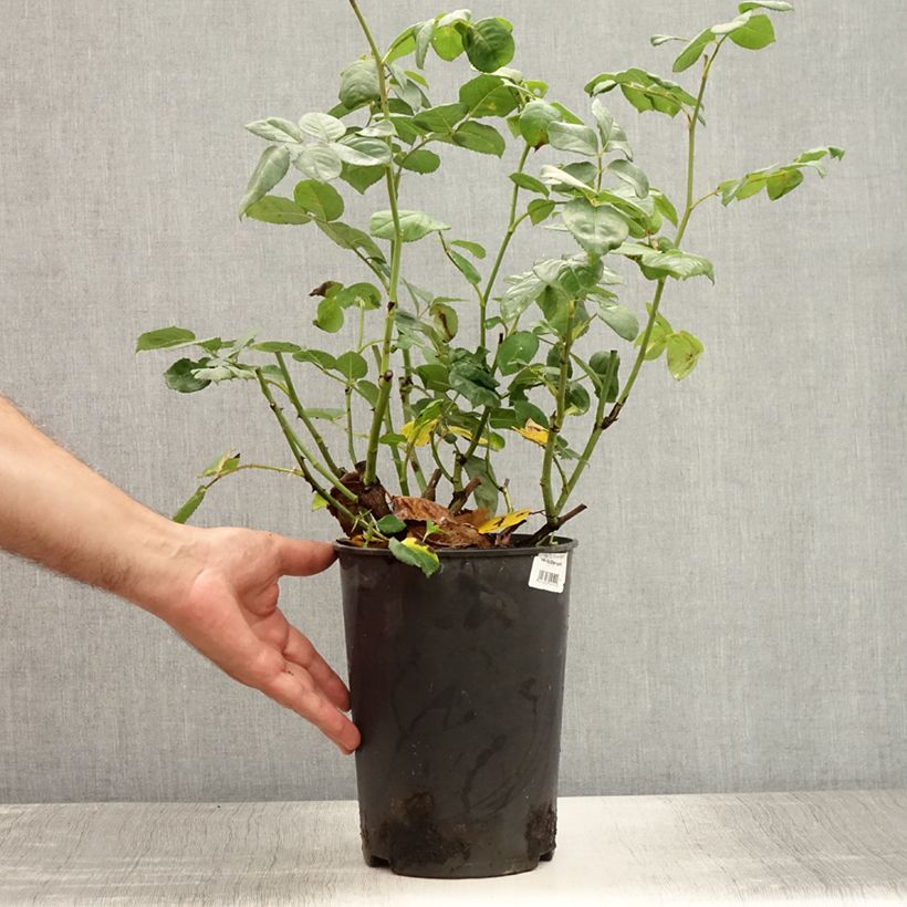 Amostra de Roseira arbustiva Nostalgic Rose Vaso de 4 L/5 L tal como entregue no verão