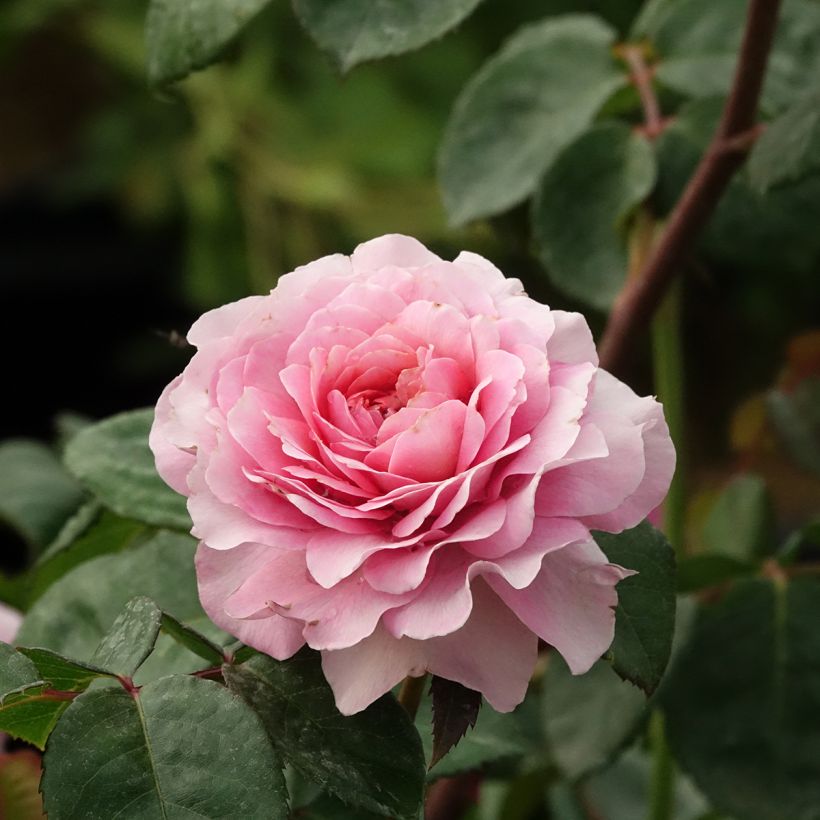 Roseira arbustiva Nostalgic Rose (Floração)