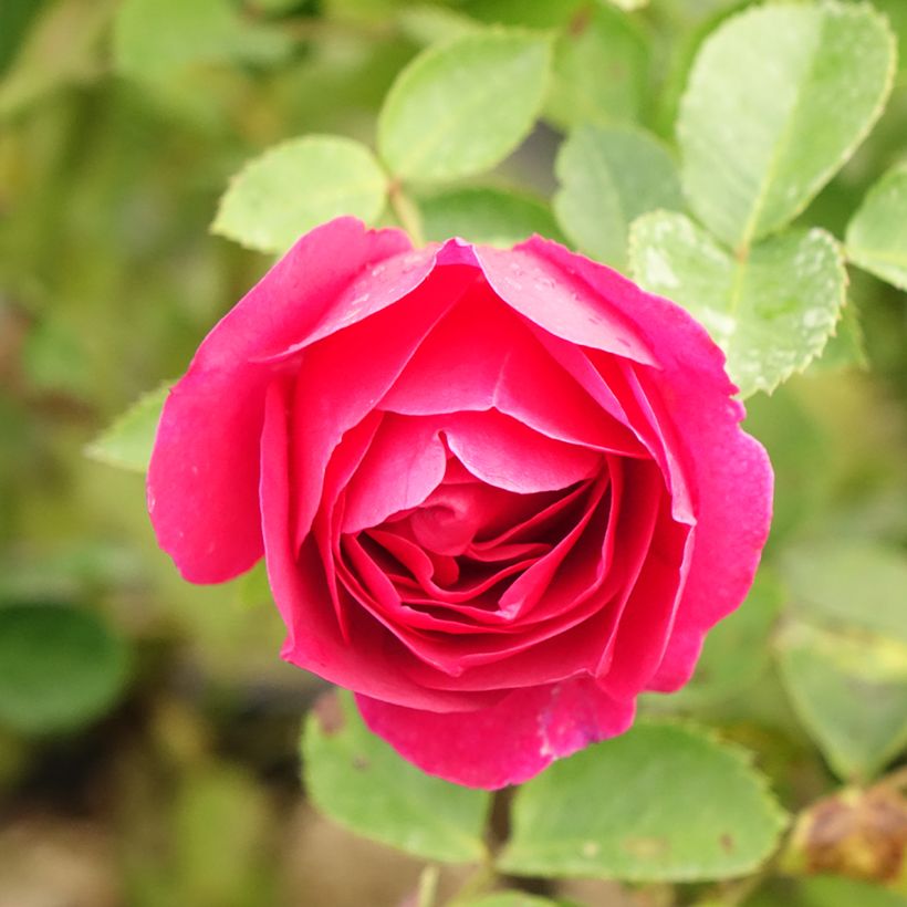 Roseira arbustiva Kaffe Fassett (Floração)