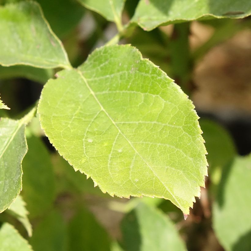 Roseira arbustiva Pascali (Folhagem)