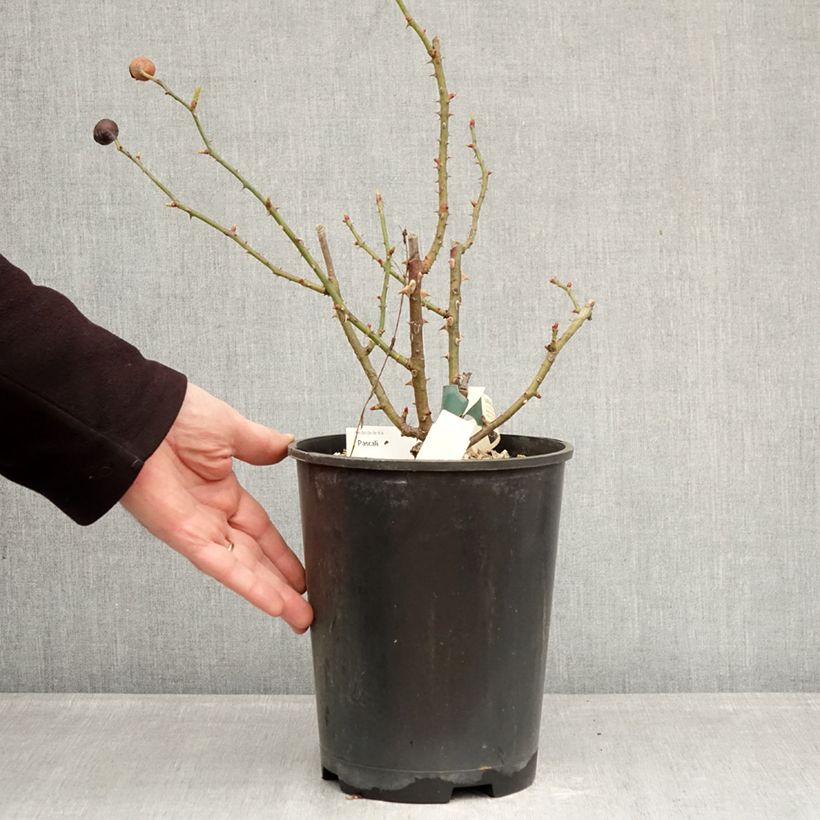 Amostra de Roseira arbustiva Pascali Vaso de 4 L/5 L tal como entregue no inverno