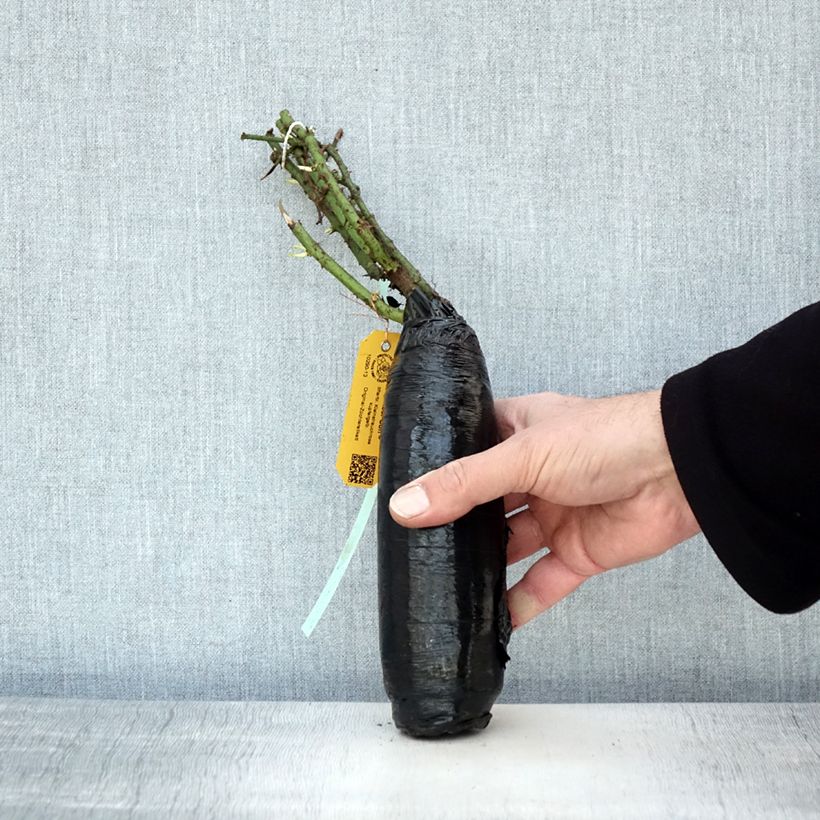 Amostra de Rosier couvre-sol Amber Sun Raízes nuas em torrão tal como entregue no inverno