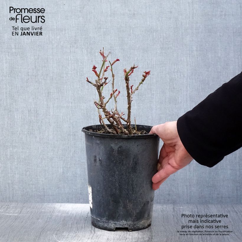 Amostra de Rosier couvre-sol Amber Sun Vaso de 2 L/3 L tal como entregue no inverno