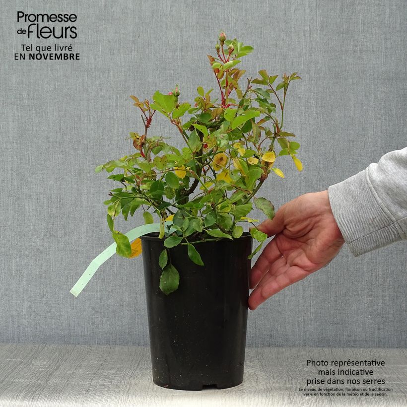 Amostra de Roseira miniatura Rigo Rosen Amica Vaso de 3 L/4 L tal como entregue no outono
