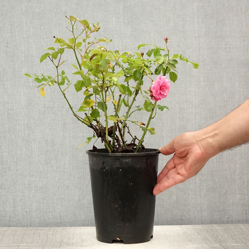Amostra de Roseira miniatura Rigo Rosen Amica Vaso de 3 L/4 L tal como entregue no verão