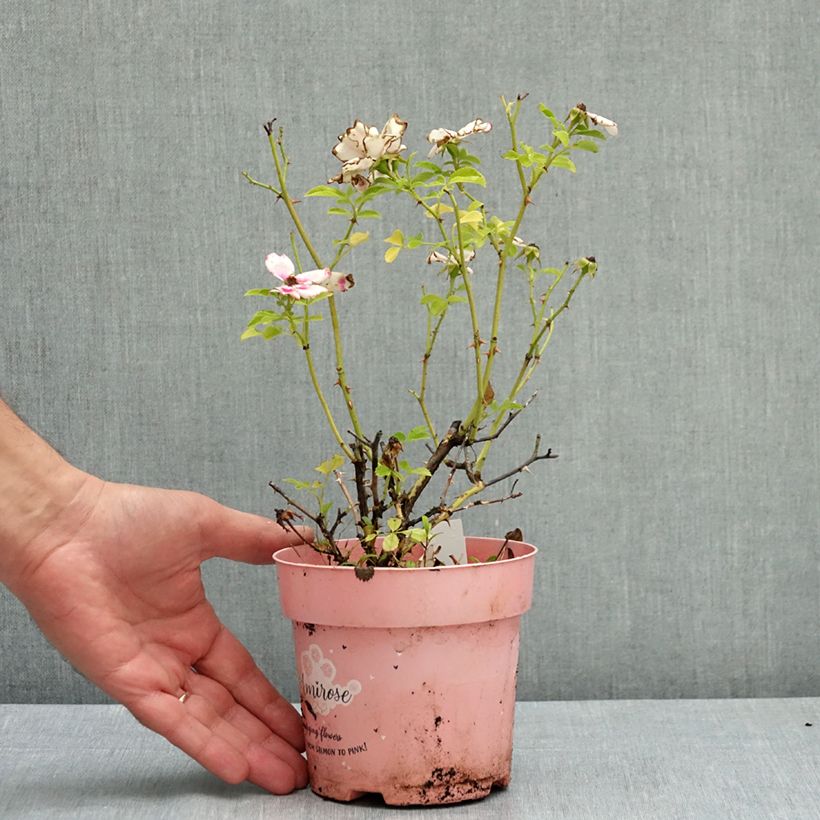 Amostra de Roseira miniatura Amirose Vaso de 12 cm/13 cm tal como entregue no verão