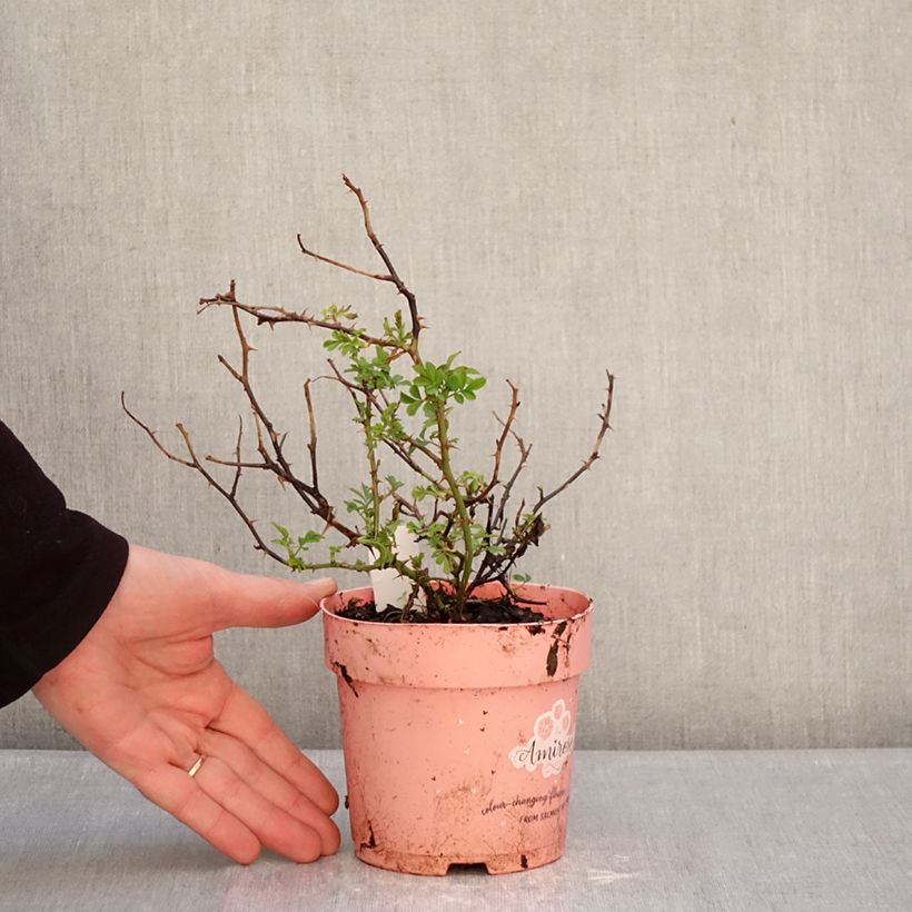 Amostra de Roseira miniatura Amirose Vaso de 12 cm/13 cm tal como entregue no inverno