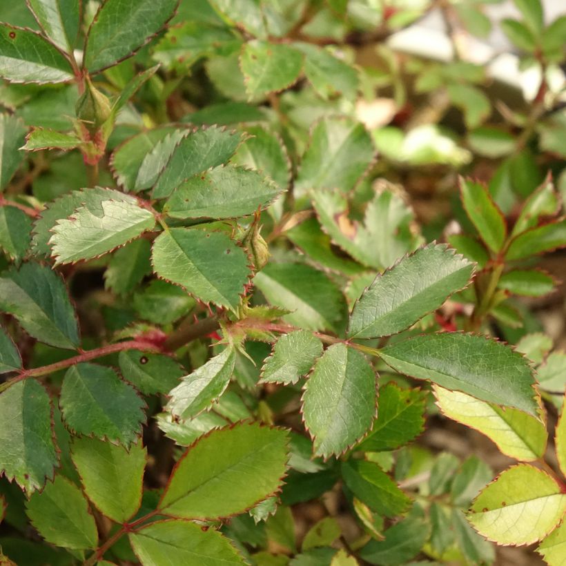 Roseira miniatura Amirose (Folhagem)