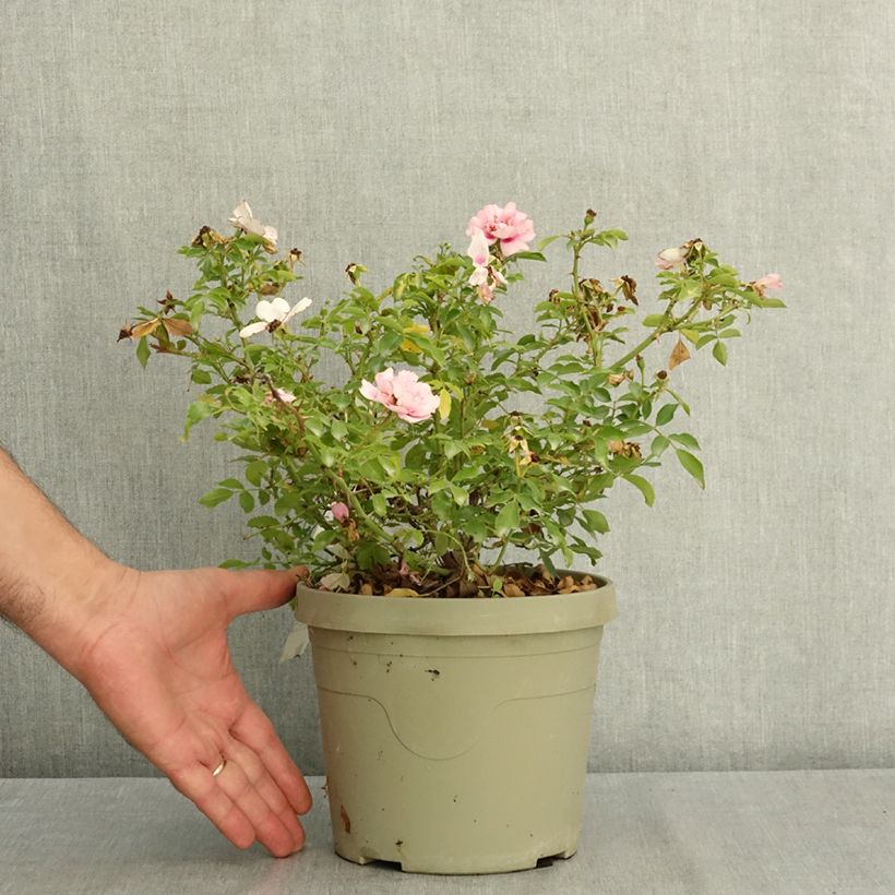 Amostra de Roseira miniatura Amirose Vaso de 3 L/4 L tal como entregue no verão