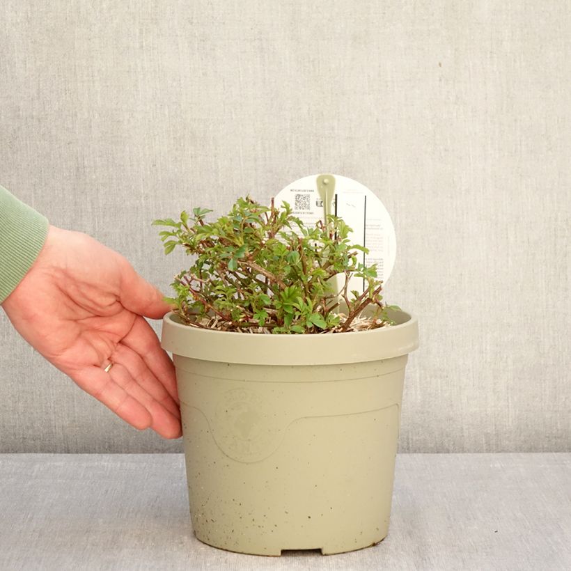 Amostra de Roseira miniatura Amirose Vaso de 3 L/4 L tal como entregue no inverno