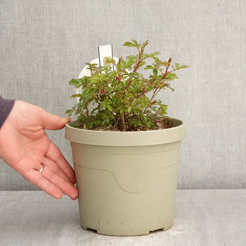 Amostra de Roseira miniatura Amirose Vaso de 3 L/4 L tal como entregue na primavera