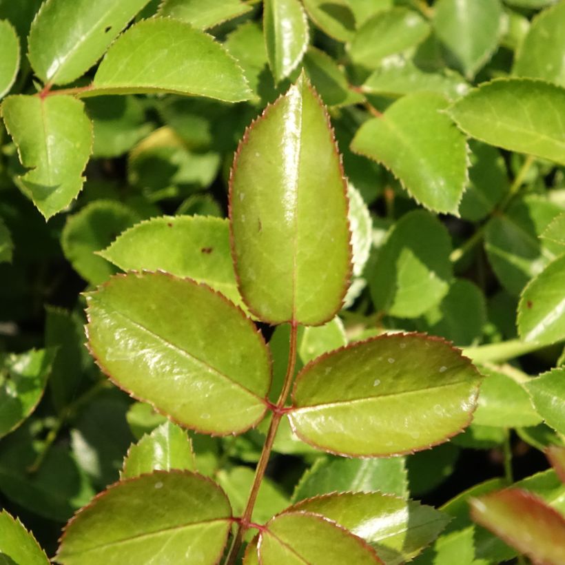 Roseira miniatura Aspirin Rose (Folhagem)