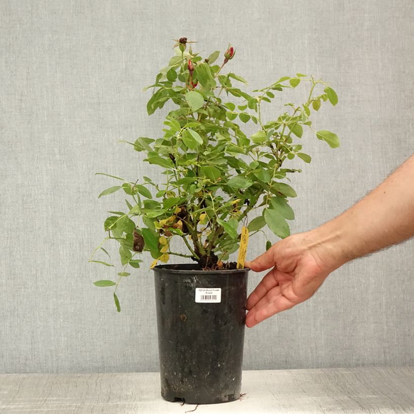 Amostra de Roseira miniatura Black Forest Rose Vaso de 4 L/5 L tal como entregue no verão