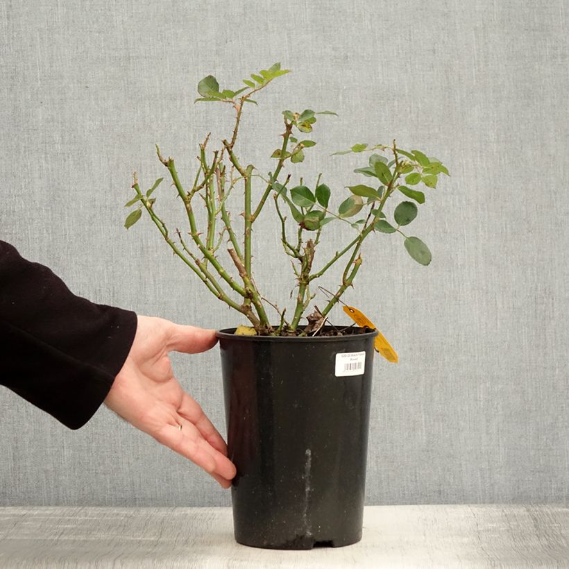 Amostra de Rosier couvre-sol Black Forest Rose Vaso de 4 L/5 L tal como entregue no inverno