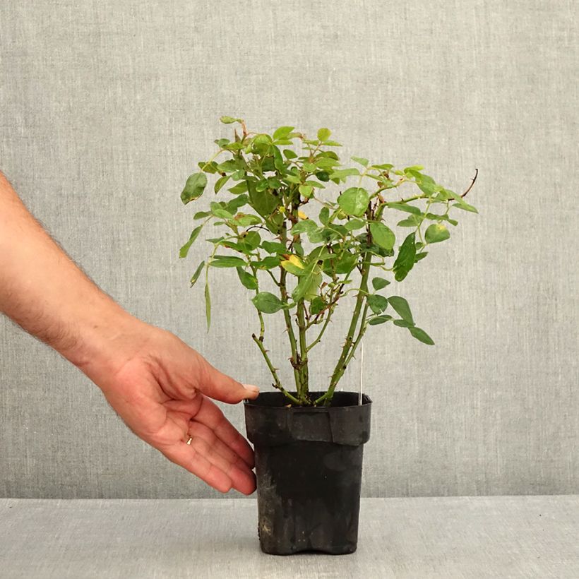 Amostra de Rosier couvre-sol Black Forest Rose Vaso de 10 cm/11 cm tal como entregue no verão