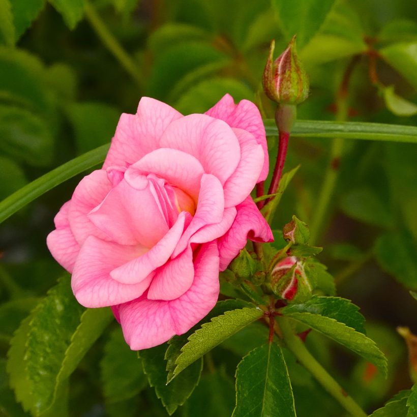 Roseira miniatura Country Dream (Floração)