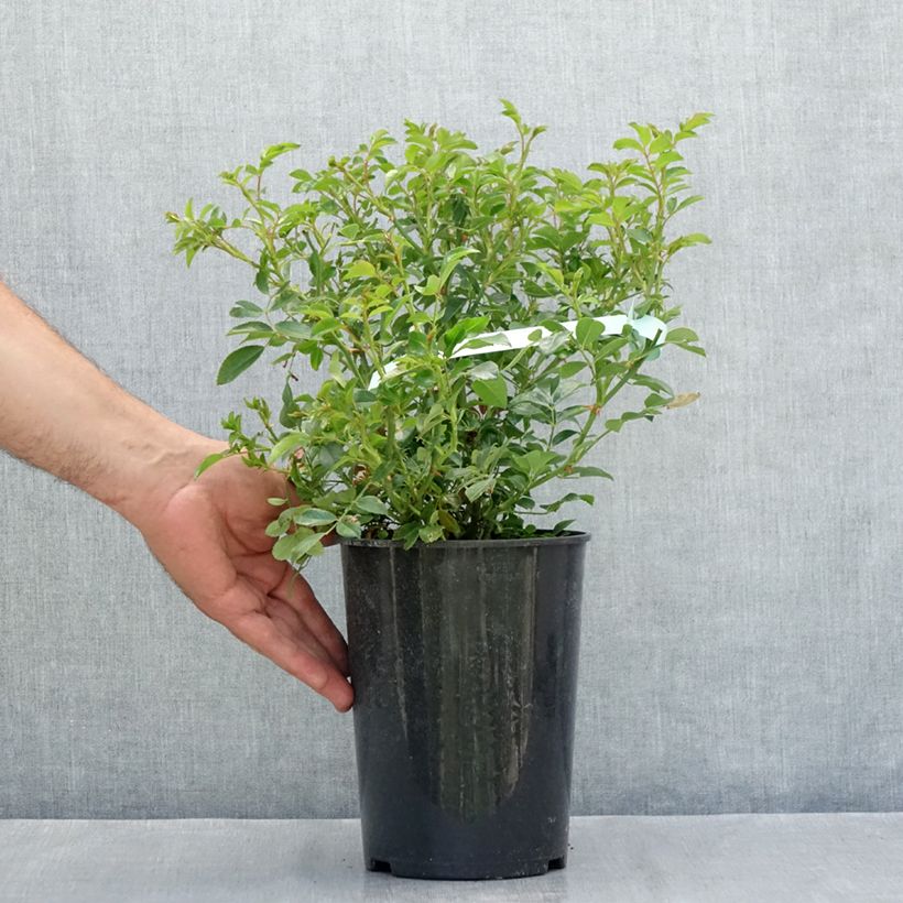 Amostra de Rosier couvre-sol Crystal Fairy Vaso de 4 L/5 L tal como entregue no verão