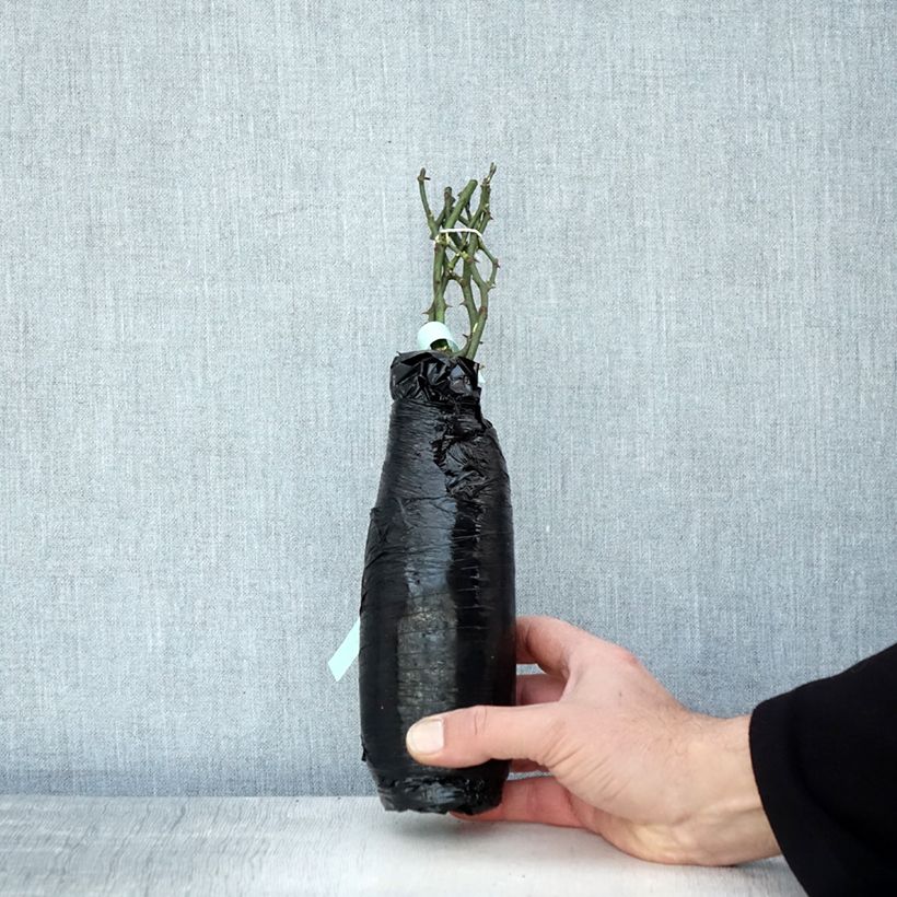 Amostra de Rosier couvre-sol Crystal Fairy Raízes nuas em torrão tal como entregue no inverno