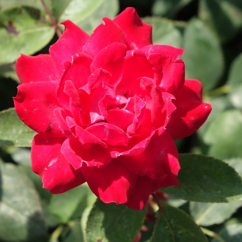 Roseira miniatura Double Knock Out (Floração)