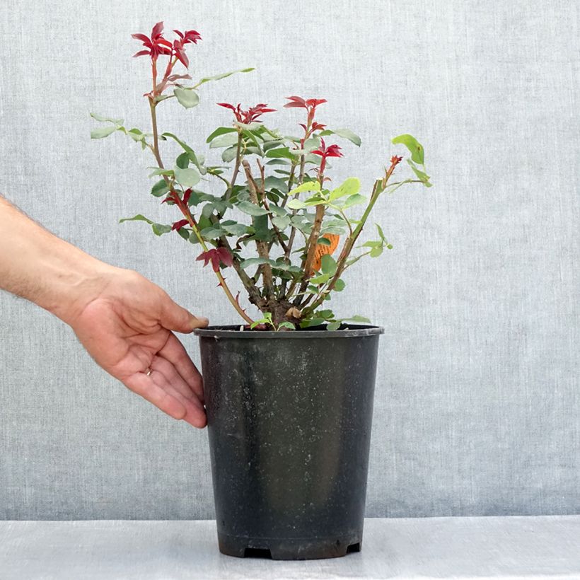 Amostra de Rosier couvre-sol Double Knock Out Pot de 4L/5L tal como entregue no verão