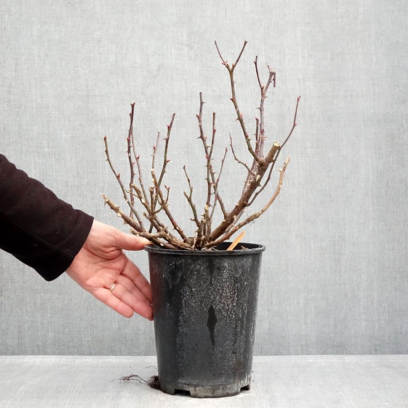 Amostra de Roseira miniatura Double Knock Out Vaso de 4 L/5 L tal como entregue no inverno