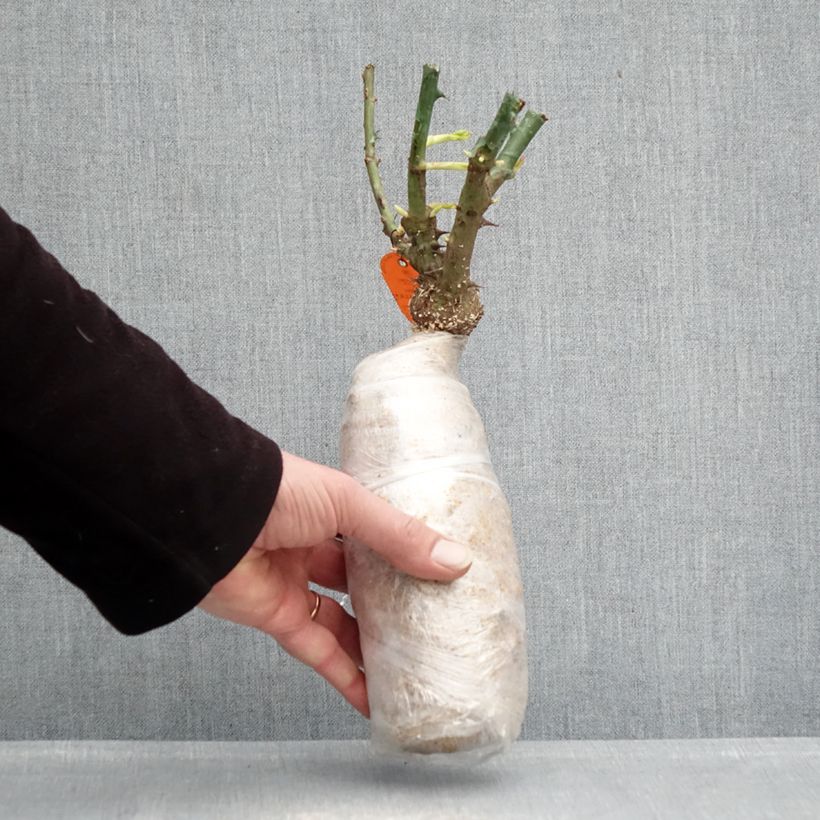 Amostra de Rosier couvre-sol Double Knock Out Racines nues en motte tal como entregue no inverno