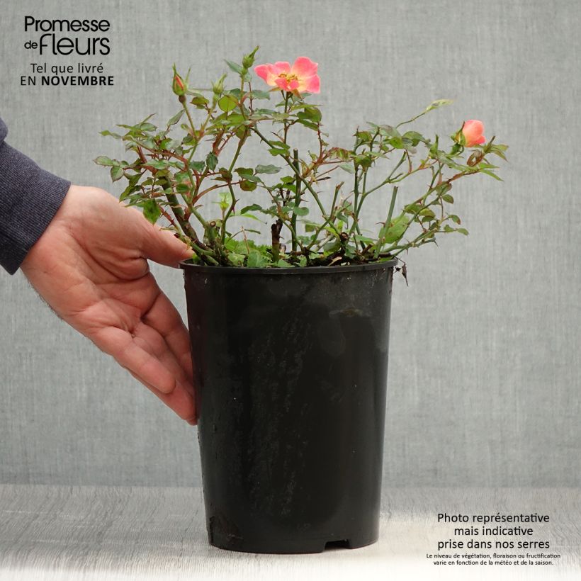 Amostra de Roseira miniatura Happy Chappy Vaso de 3 L/4 L tal como entregue no outono