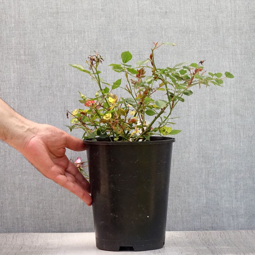 Amostra de Roseira miniatura Happy Chappy Vaso de 3 L/4 L tal como entregue no verão