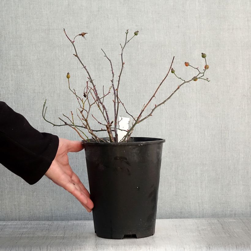 Amostra de Rosier couvre-sol Happy Chappy  Vaso de 3 L/4 L tal como entregue no inverno