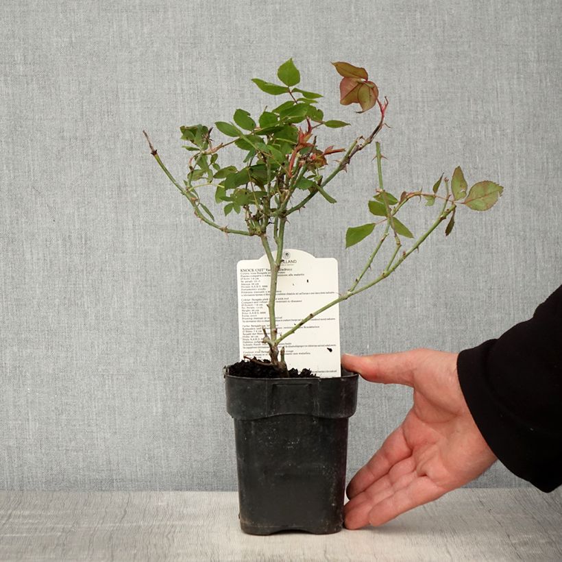 Amostra de Rosier couvre-sol Knock Out Radrazz Pot de 10 cm/11cm tal como entregue na primavera