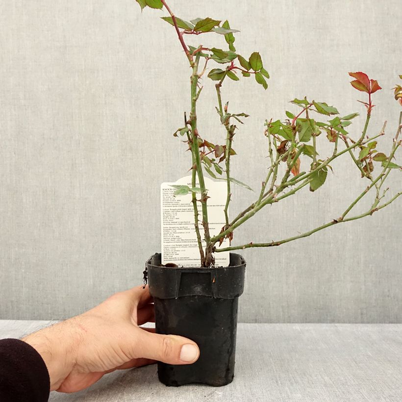 Amostra de Roseira miniatura Knock Out Vaso de 10 cm/11 cm tal como entregue no outono