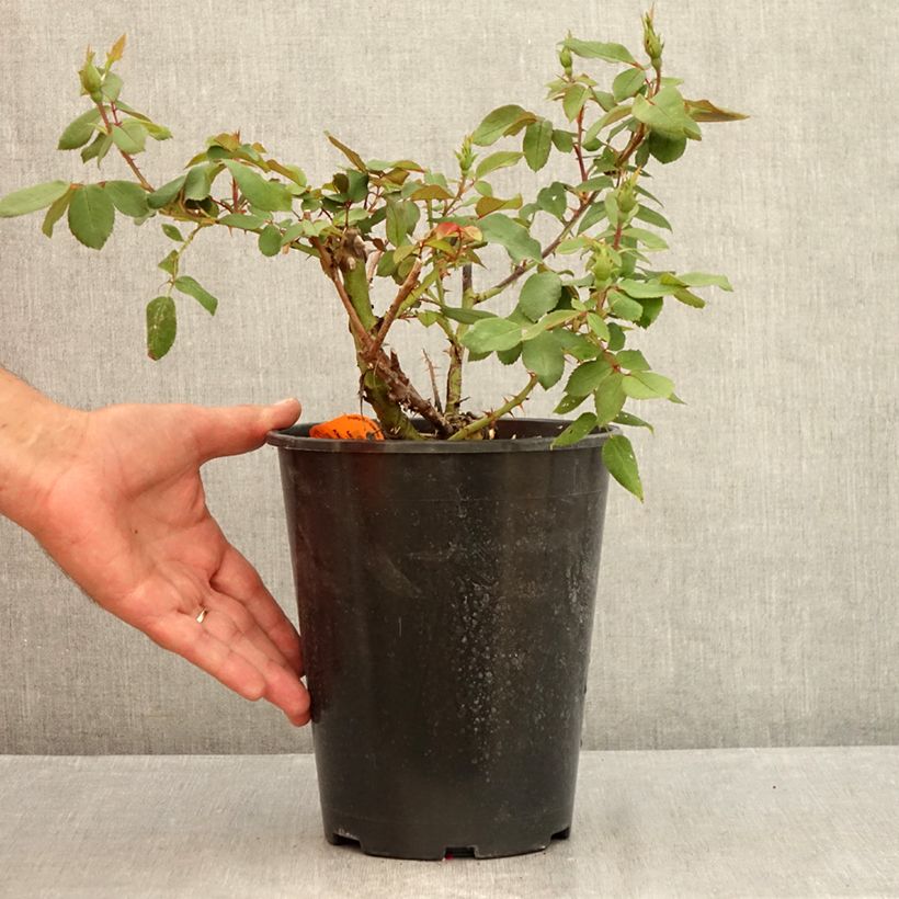 Amostra de Roseira miniatura Knock Out Vaso de 4 L/5 L tal como entregue no verão