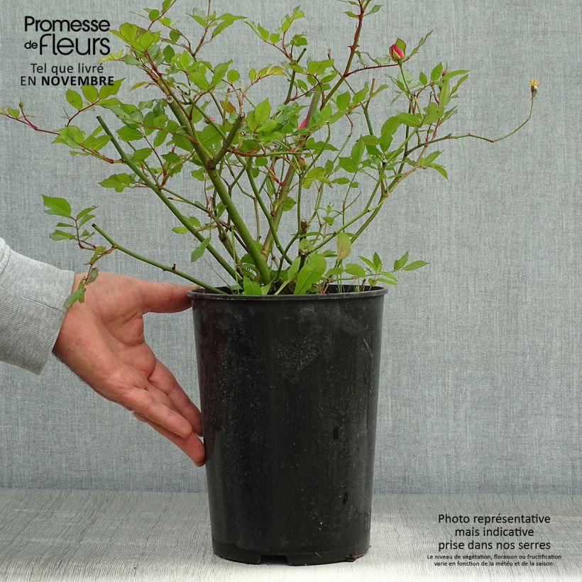 Amostra de Roseira arbustiva Lavender Dream Vaso de 2 L/3 L tal como entregue no outono