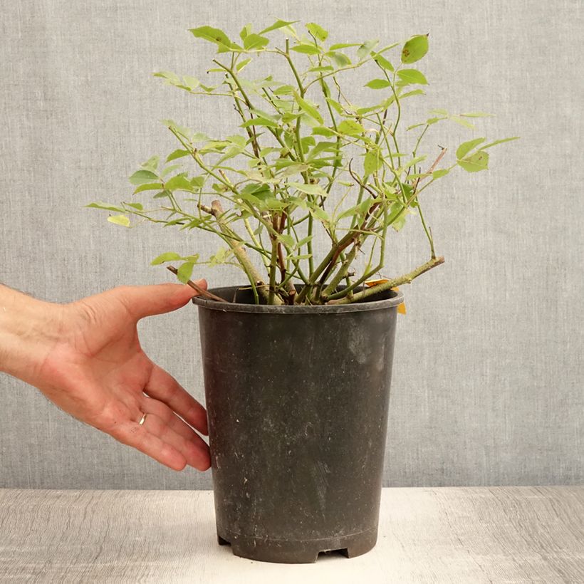 Amostra de Roseira arbustiva Lavender Dream Vaso de 2 L/3 L tal como entregue no verão