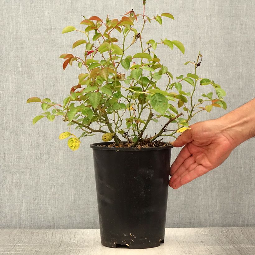 Amostra de Roseira miniatura Mainaufeuer Vaso de 4 L/5 L tal como entregue no verão