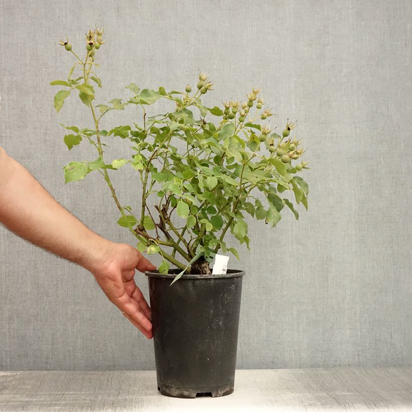 Amostra de Roseira miniatura Marondo Vaso de 2 L/3 L tal como entregue no verão