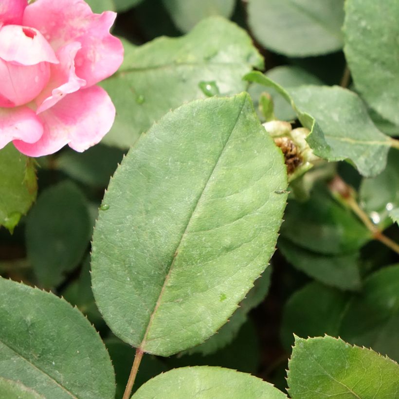 Roseira miniatura Pink Double Knock Out (Folhagem)