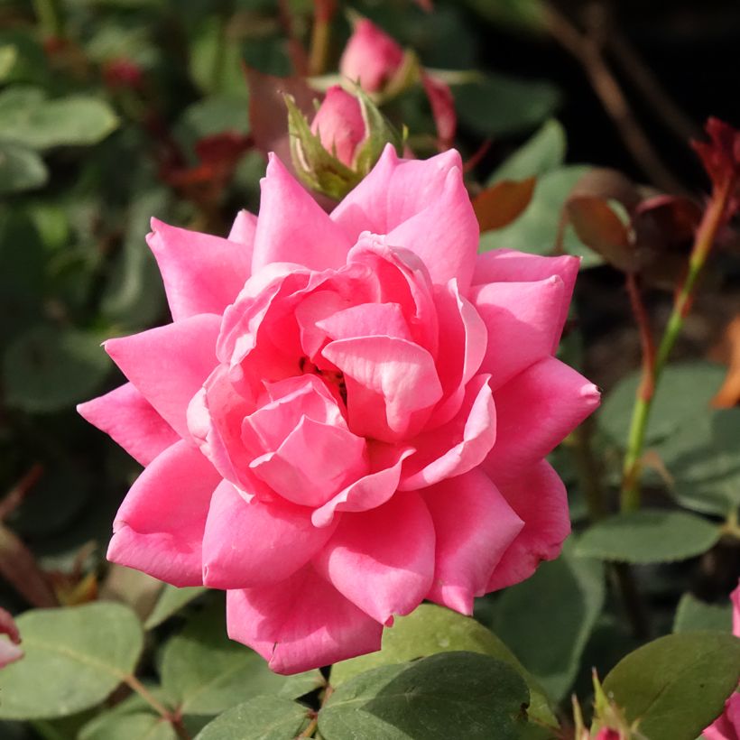 Roseira miniatura Pink Double Knock Out (Floração)