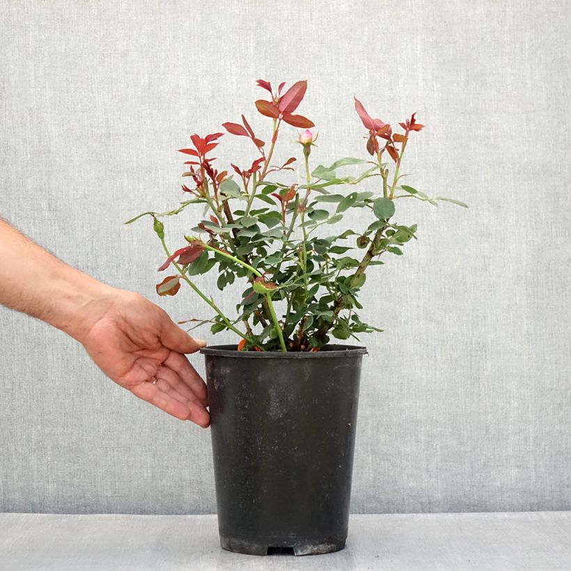 Amostra de Rosier couvre-sol Pink Double Knock Out Pot de 4L/5L tal como entregue no verão