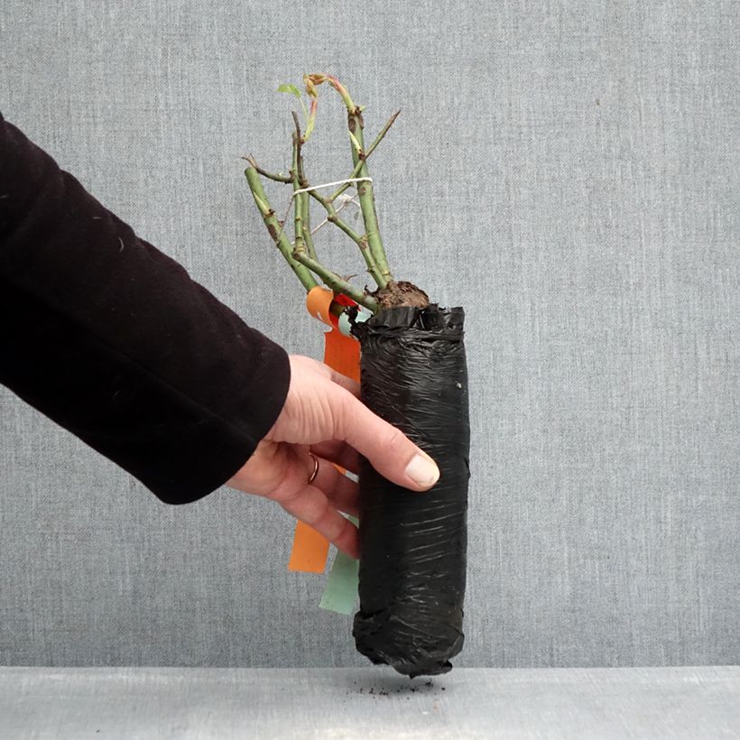 Amostra de Roseira miniatura Pink Double Knock Out Raízes nuas em torrão tal como entregue no inverno