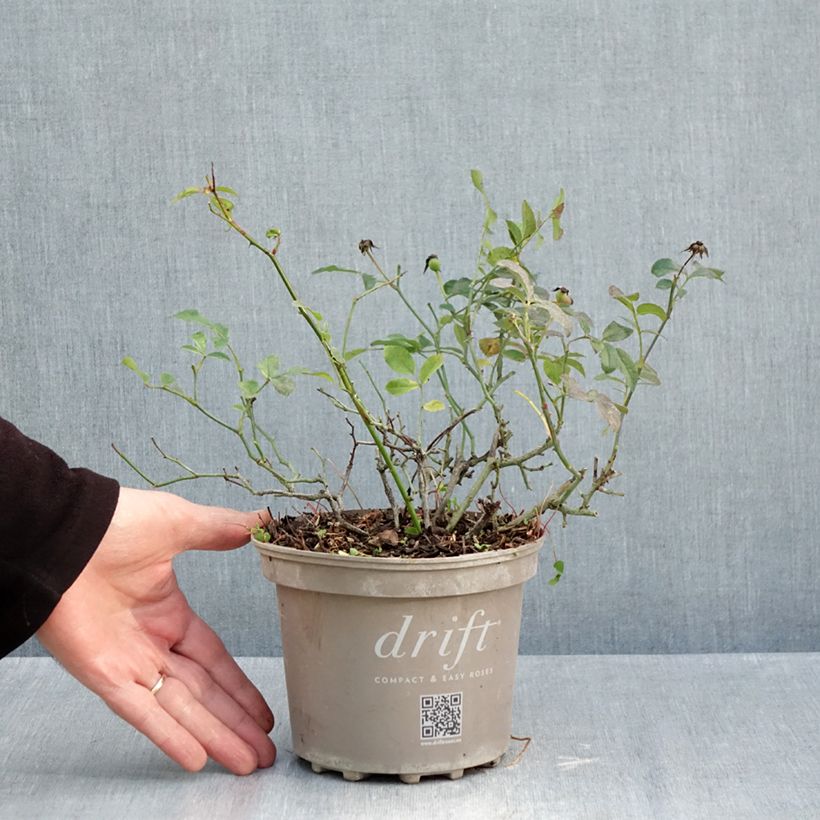 Amostra de Radis Vienna F1 - Raphanus sativus die Tüte mit 500 Samen (5g) tal como entregue no outono