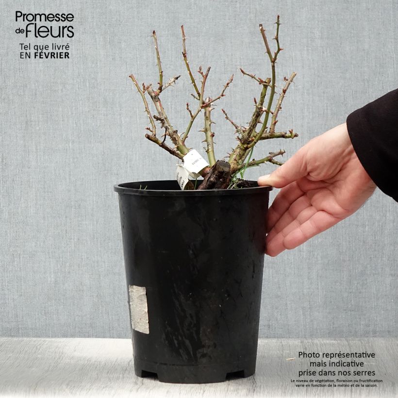 Amostra de Rosier couvre-sol Pink Flash Pot de 4L/5L tal como entregue no inverno