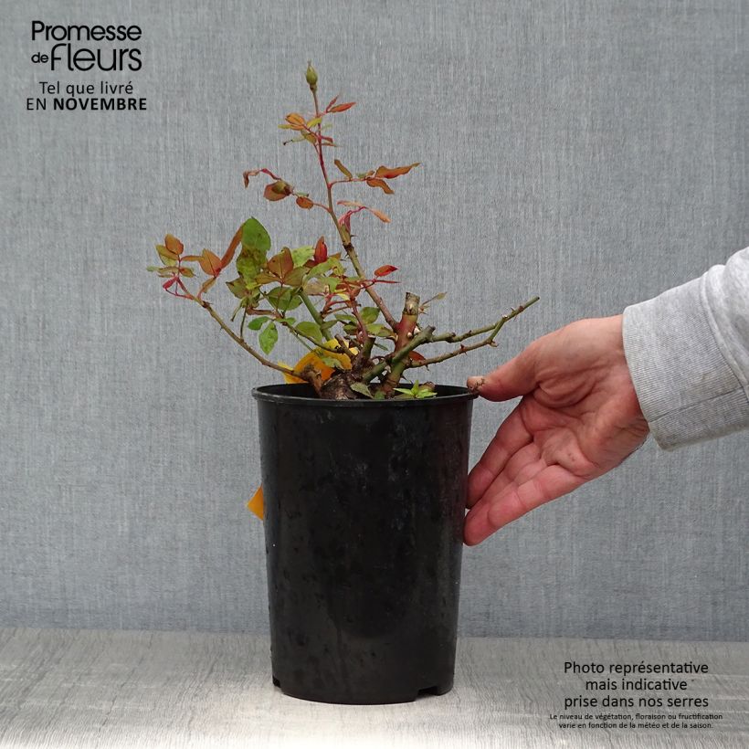 Amostra de Rosier couvre-sol Pink Knock Out (Rodin) Pot de 3L/4L tal como entregue no outono