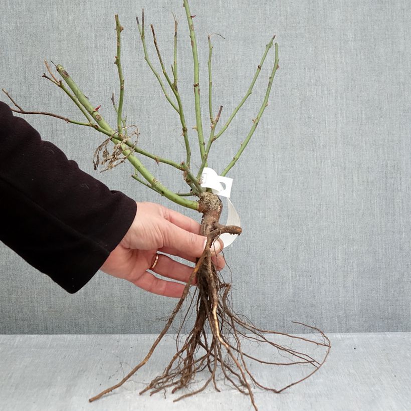 Amostra de Rosier couvre-sol Pink Knock Out (Rodin) Petites Racines nues tal como entregue no inverno