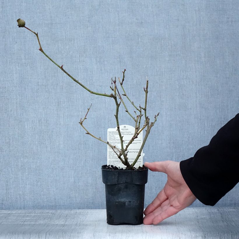 Amostra de Rosier couvre-sol Pink Knock Out (Rodin) Vaso de 10 cm/11 cm tal como entregue no inverno