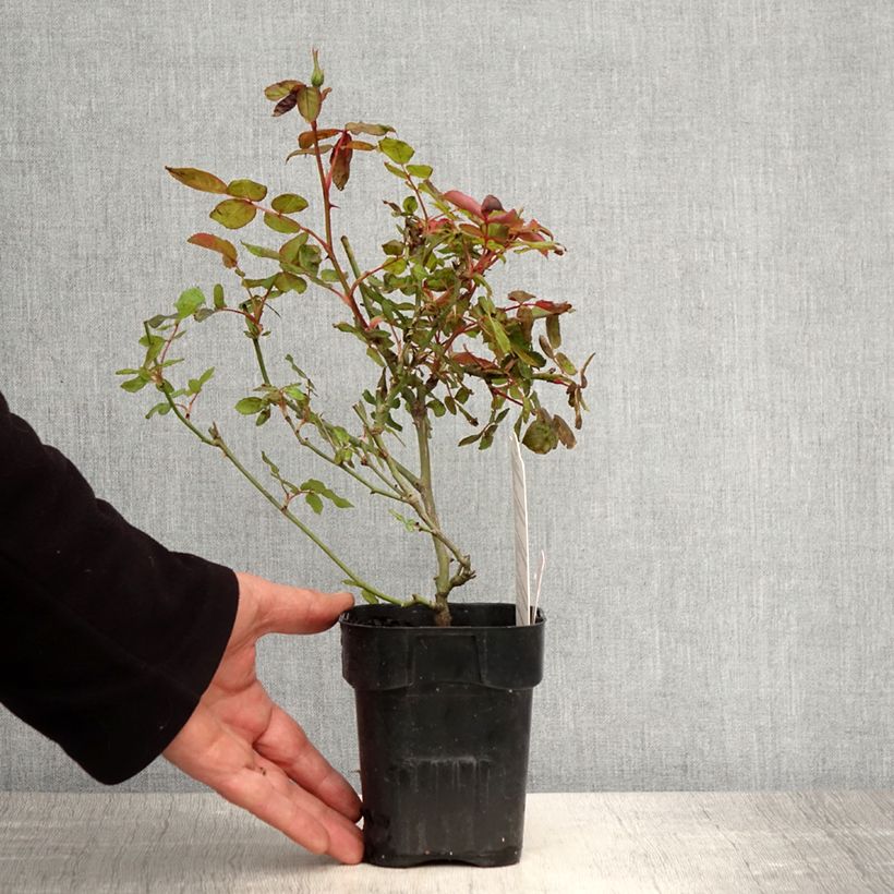 Amostra de Roseira miniatura Pink Knock Out Vaso de 10 cm/11 cm tal como entregue na primavera