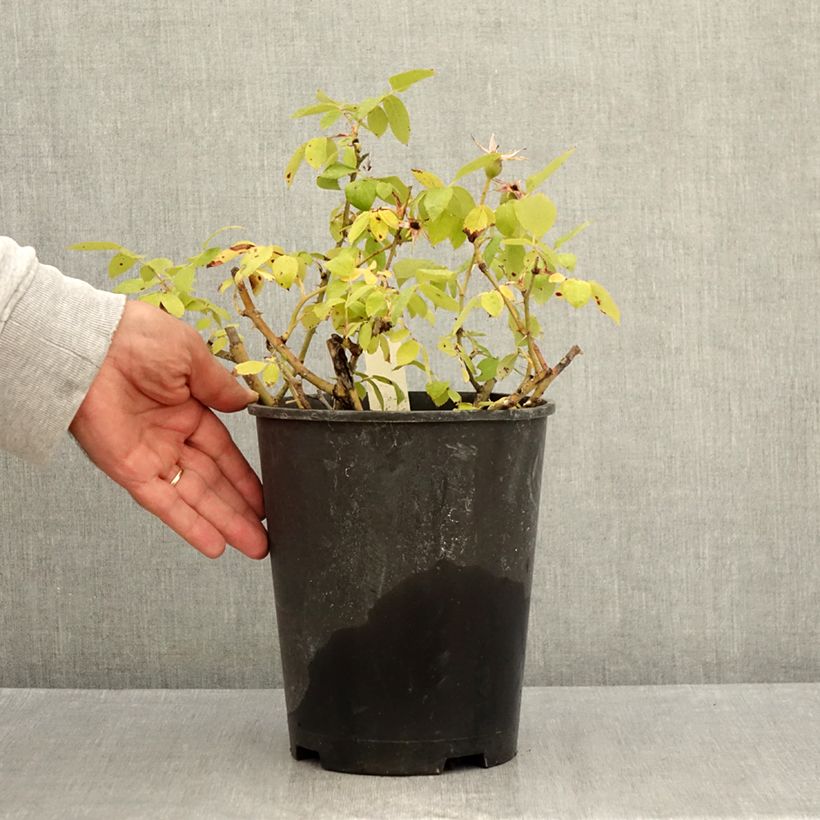 Amostra de Rosier couvre-sol Pink Knock Out (Rodin) Pot de 3L/4L tal como entregue no verão