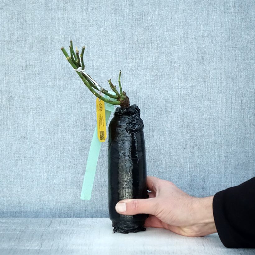 Amostra de Roseira miniatura Rigo® Aprikola Raízes nuas em torrão tal como entregue no inverno